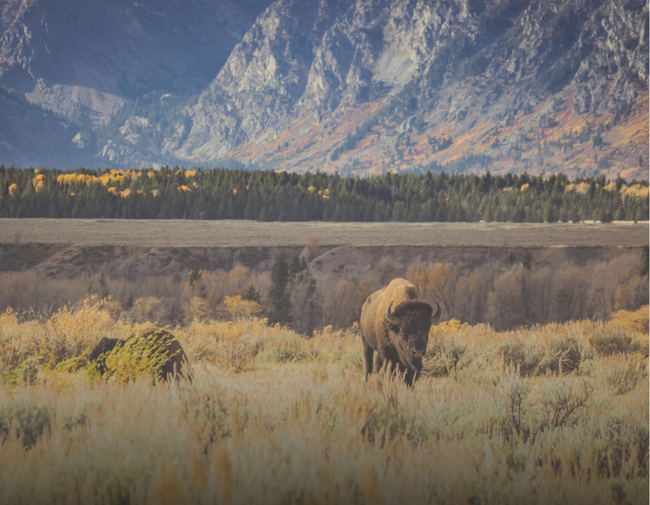 This is a picture of an American buffalo, standing in front a lake and a mountain.