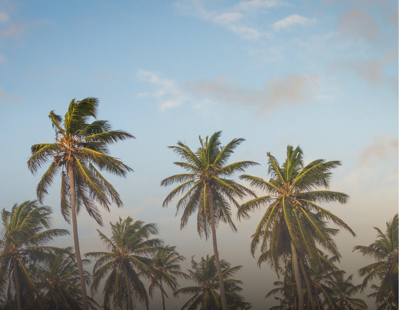 This is a picture of some palm trees.